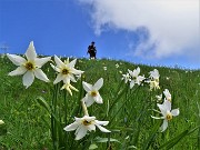 56 Bello camminare tra i narcisi